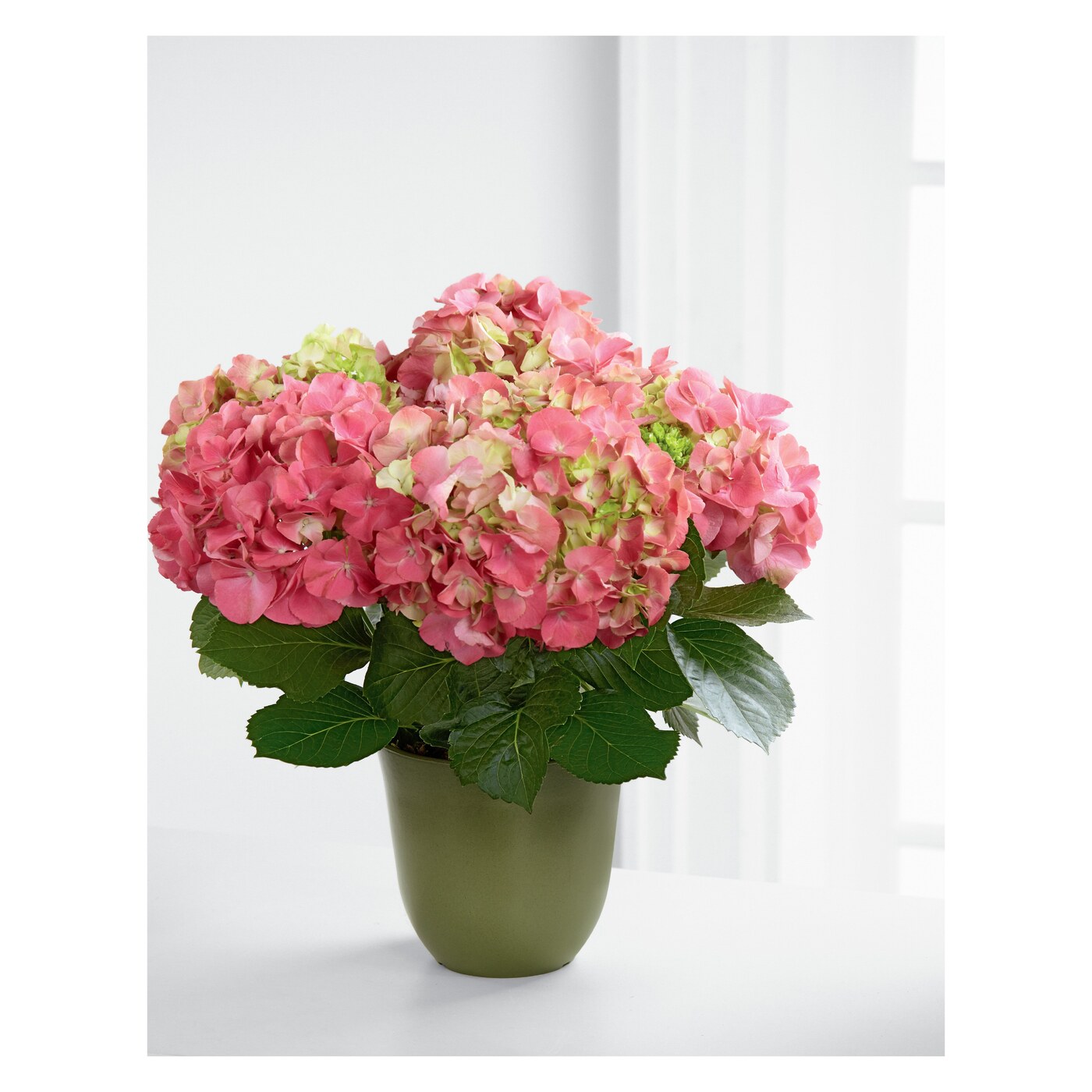 Pink Hydrangea Planter