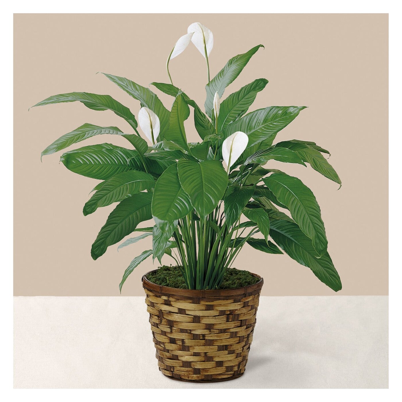 Tranquil Moments Peace Lily Plant