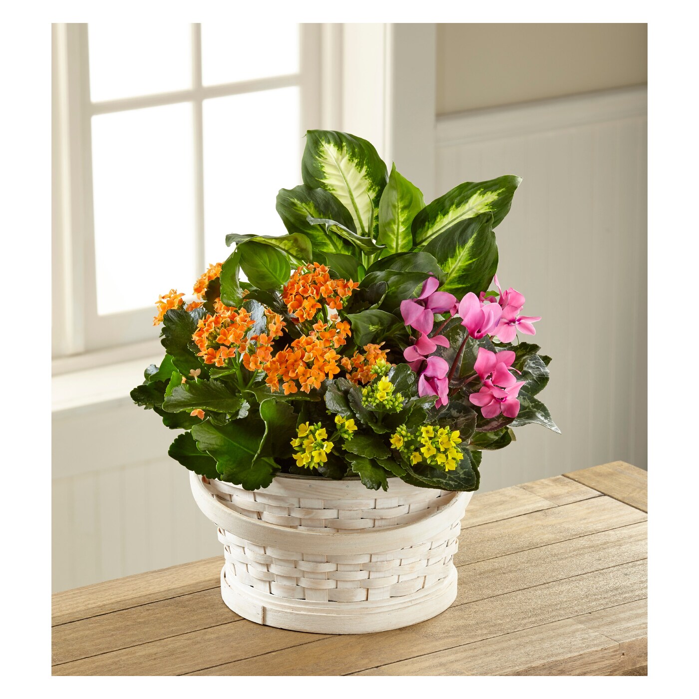 Color Crush Dishgarden