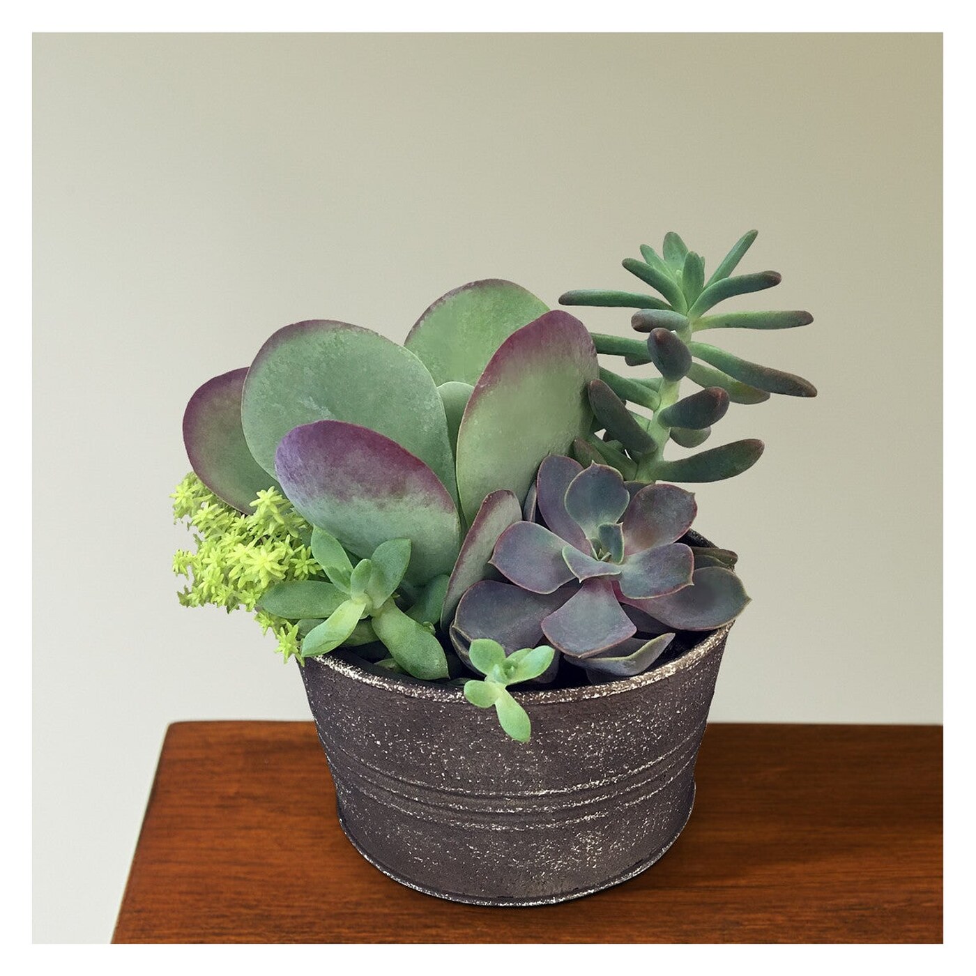 Lush Succulent Garden