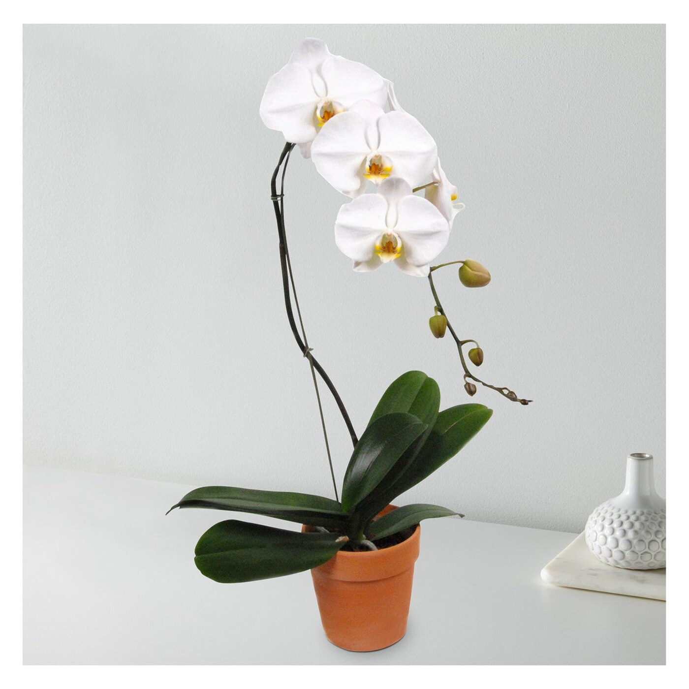 White Cascading Orchid flower arrangement