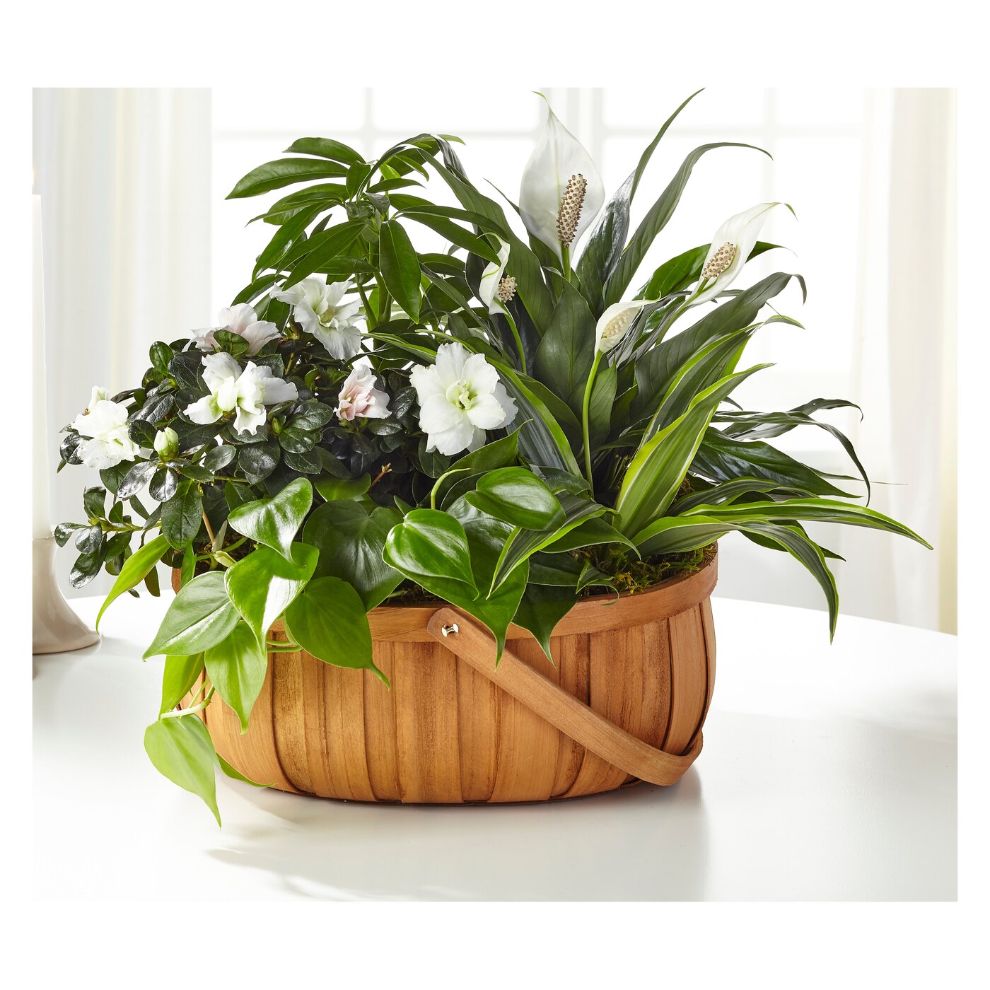 Serene Dishgarden