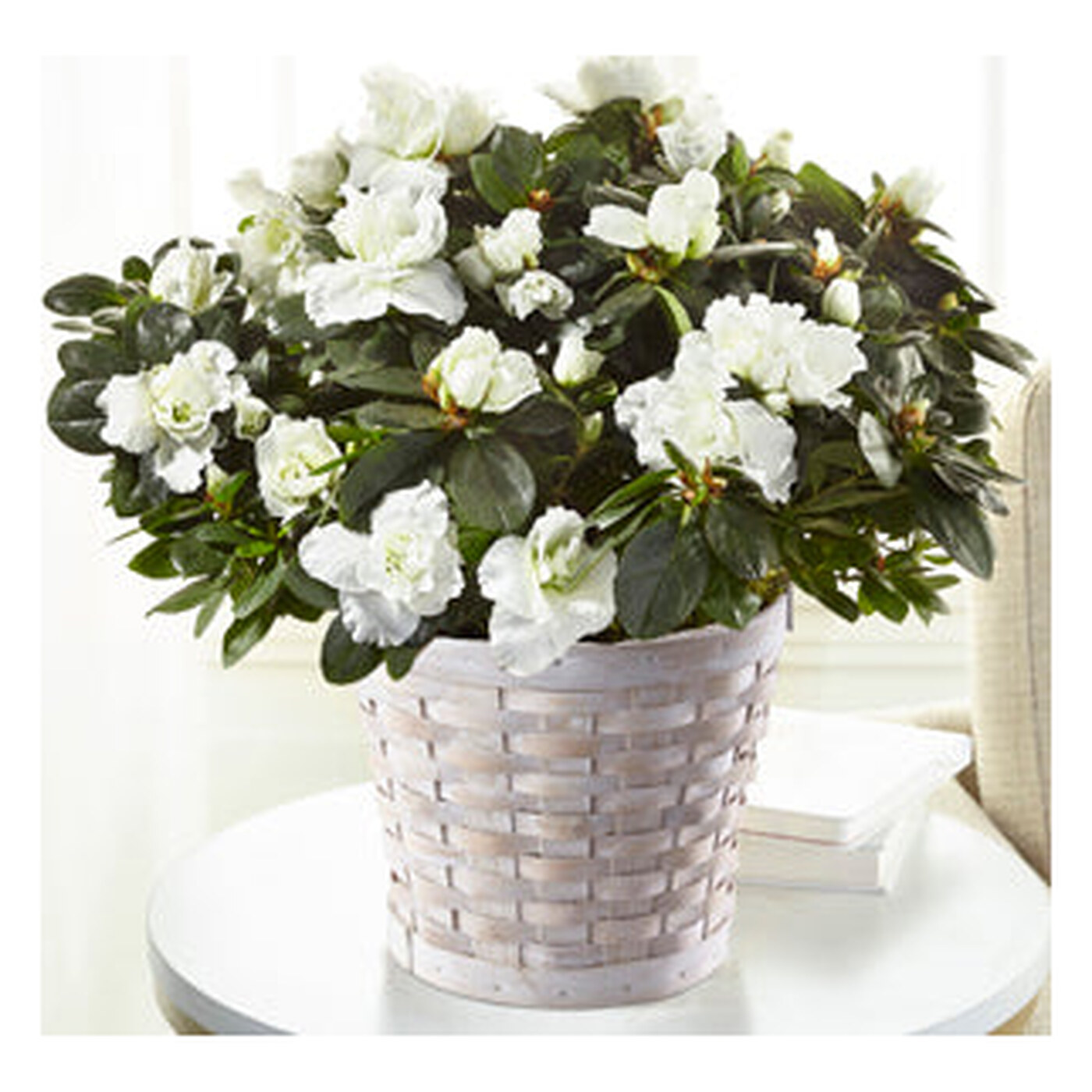 White Azalea Plant