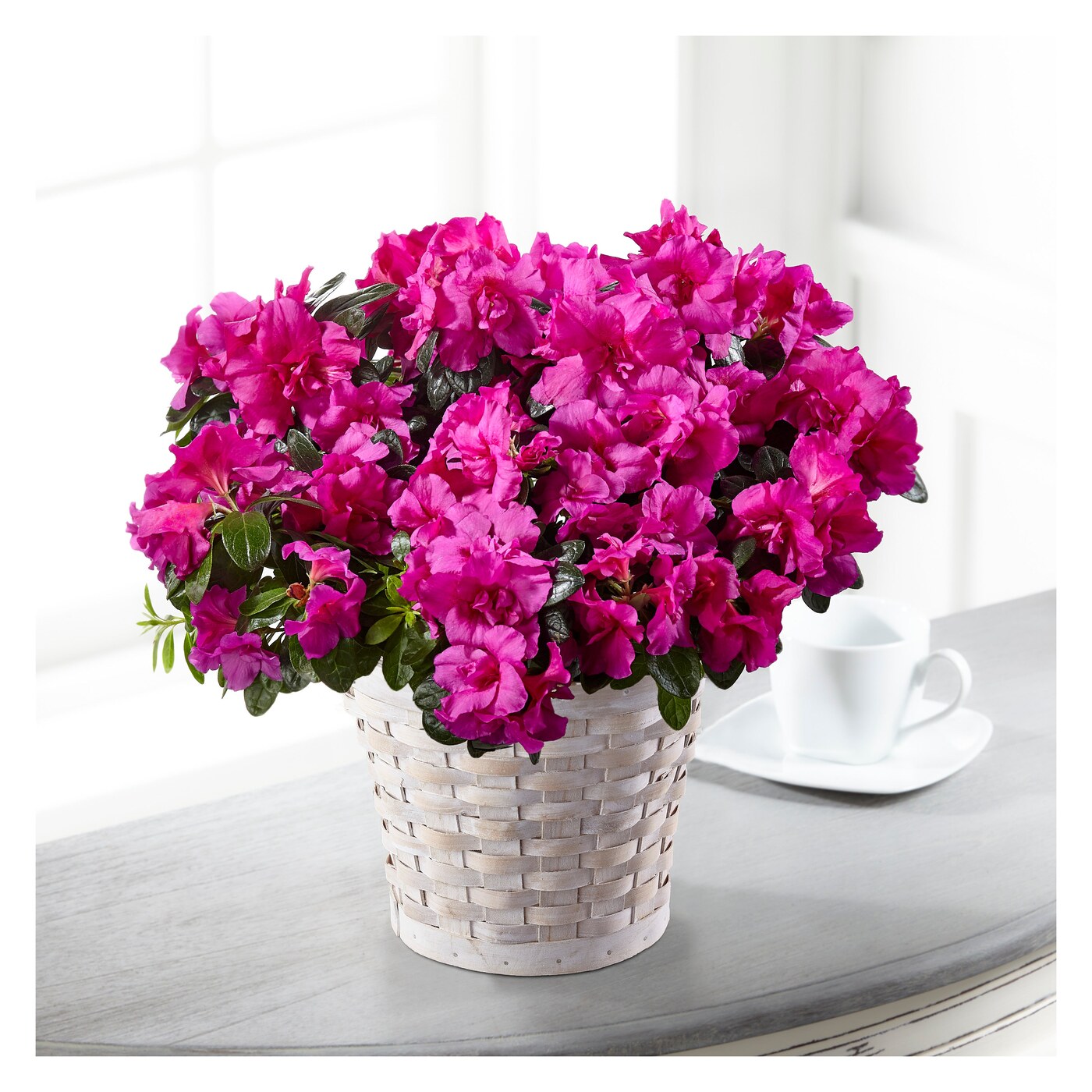 Hope & Serenity Azalea Plant