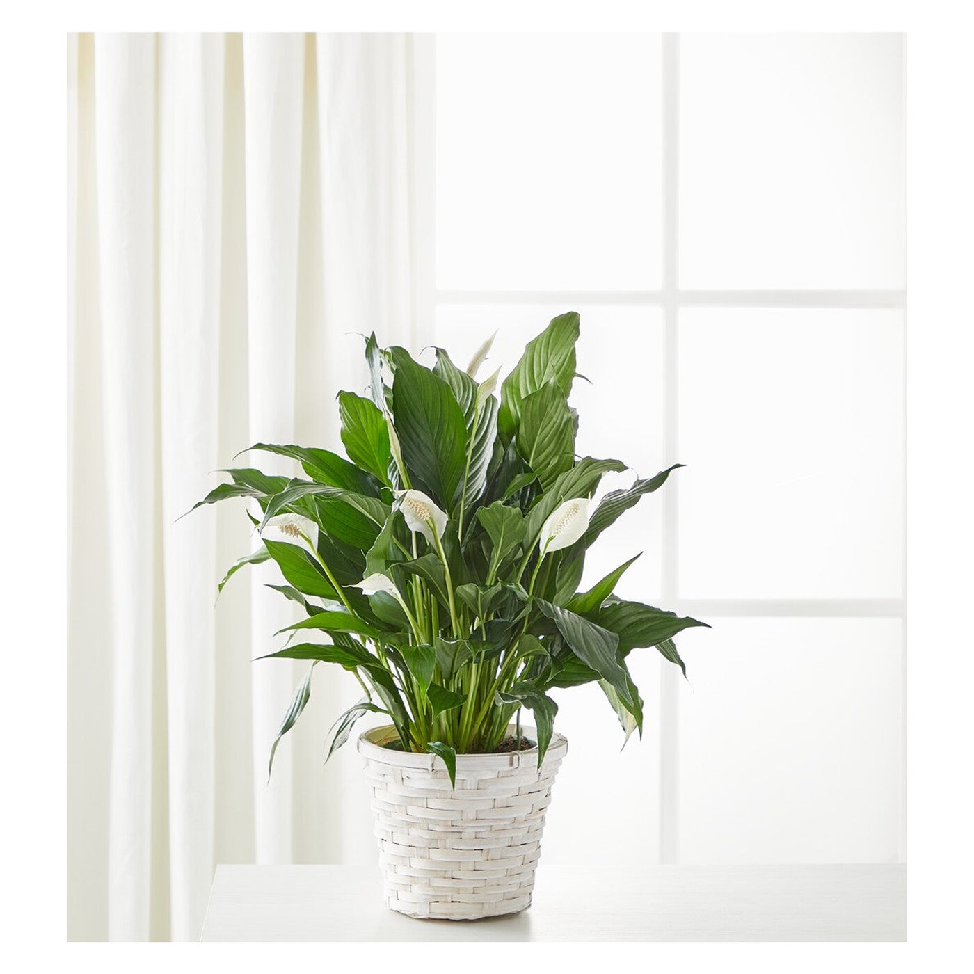 A New Leaf Peace Lily