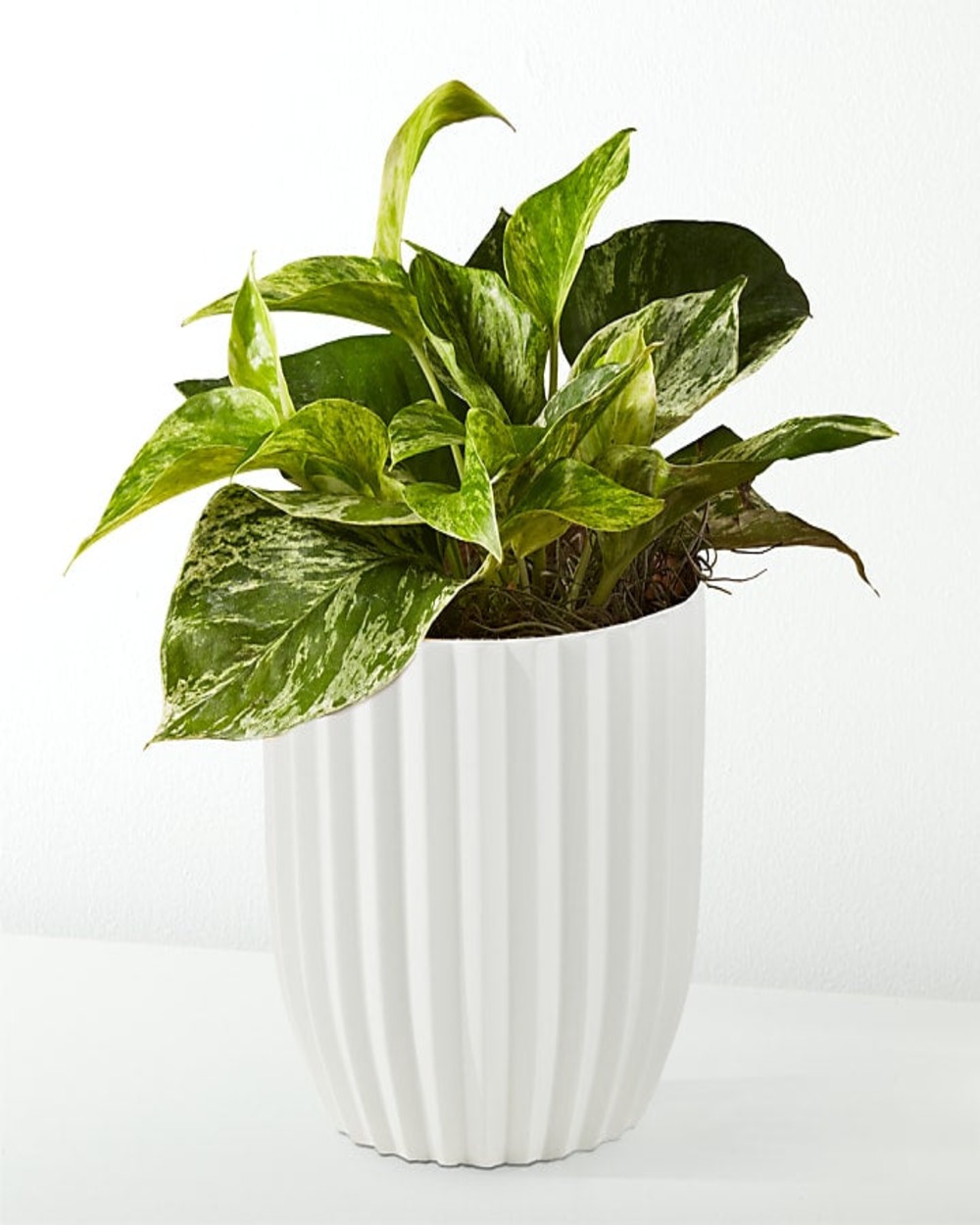 Golden Pothos