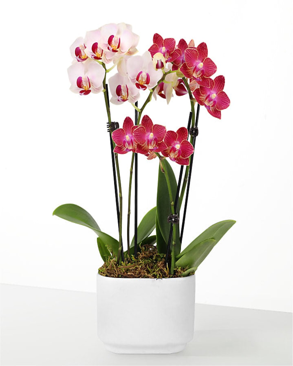 Let Love Grow Orchid Duo