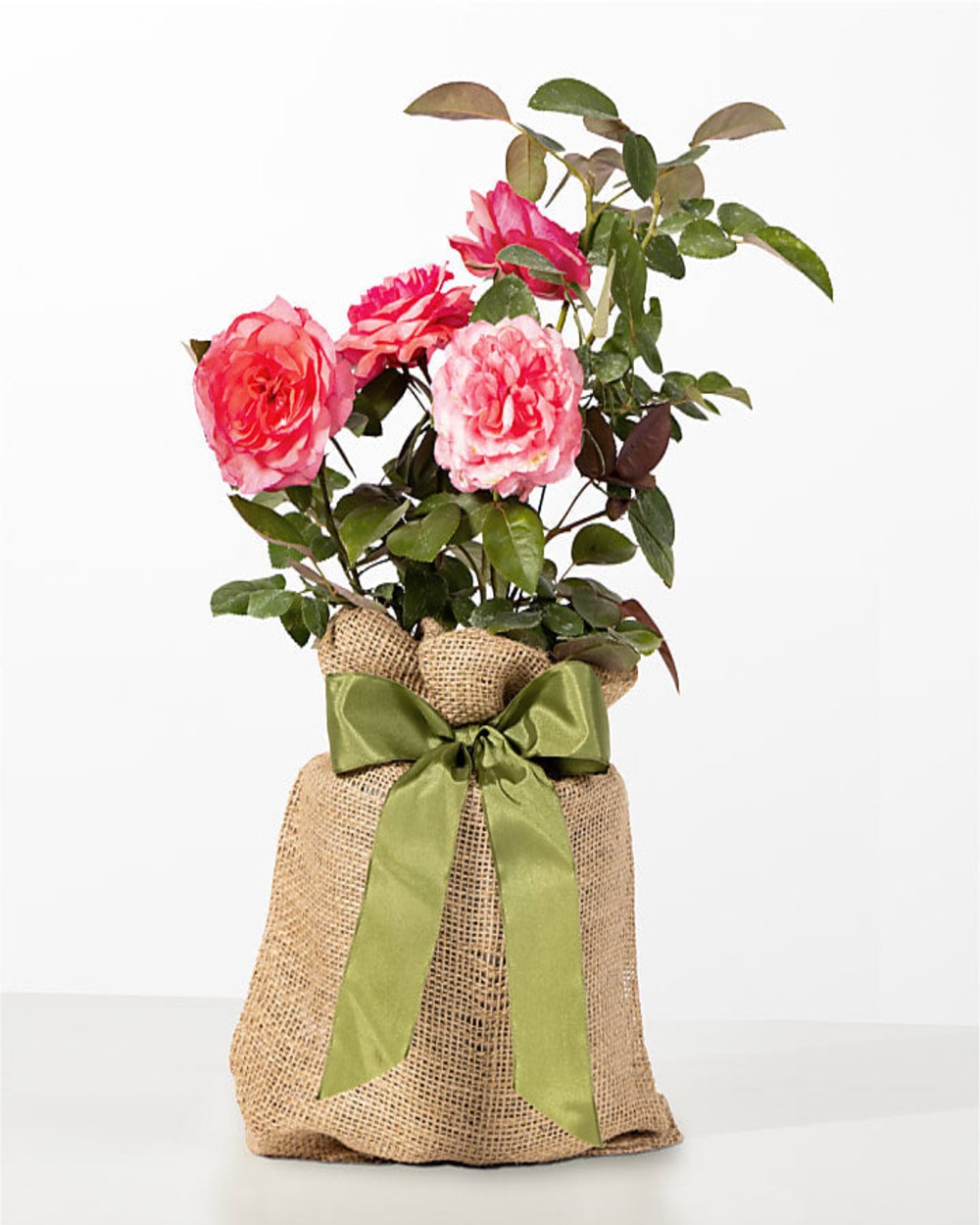 Mother's Love Pink Rose