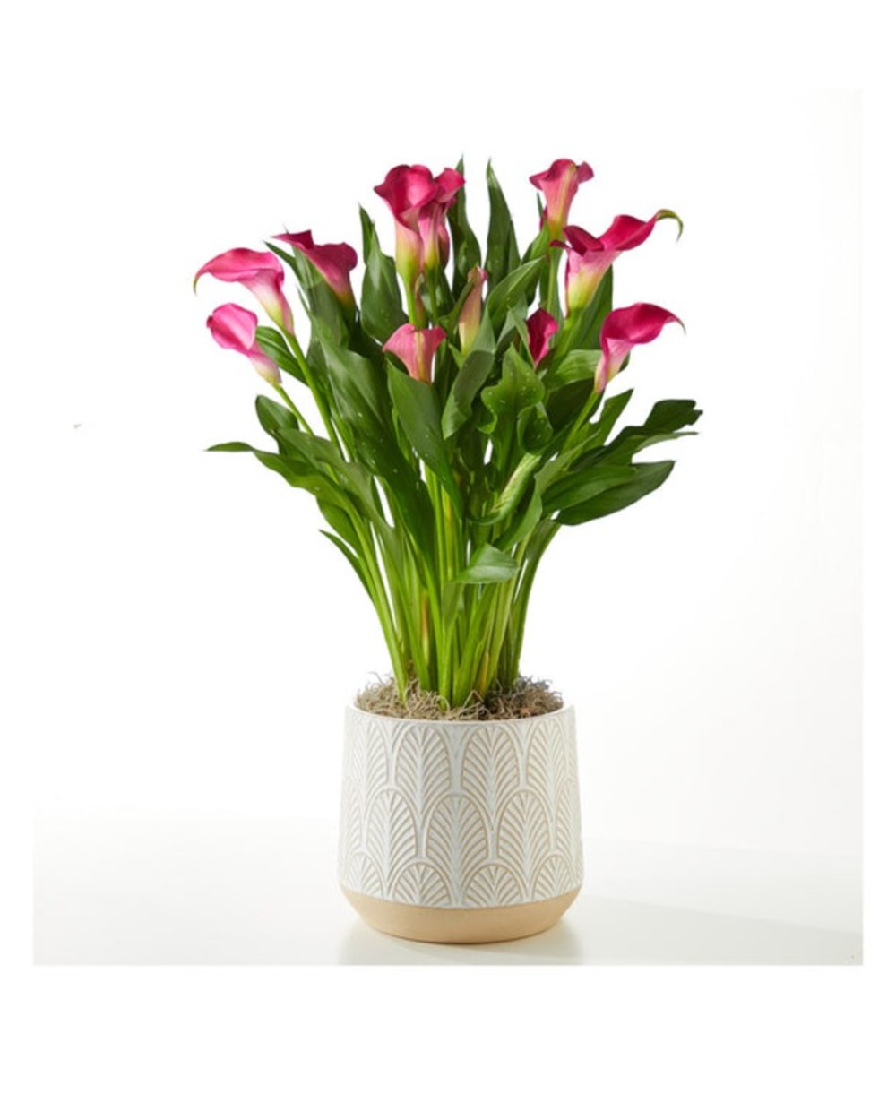 My Darling Pink Calla Lily Plant in Leaves Ceramic