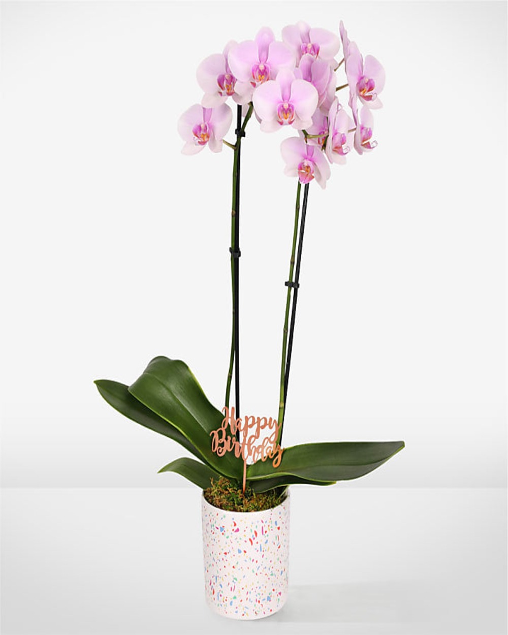 Pink Birthday Bliss Orchid