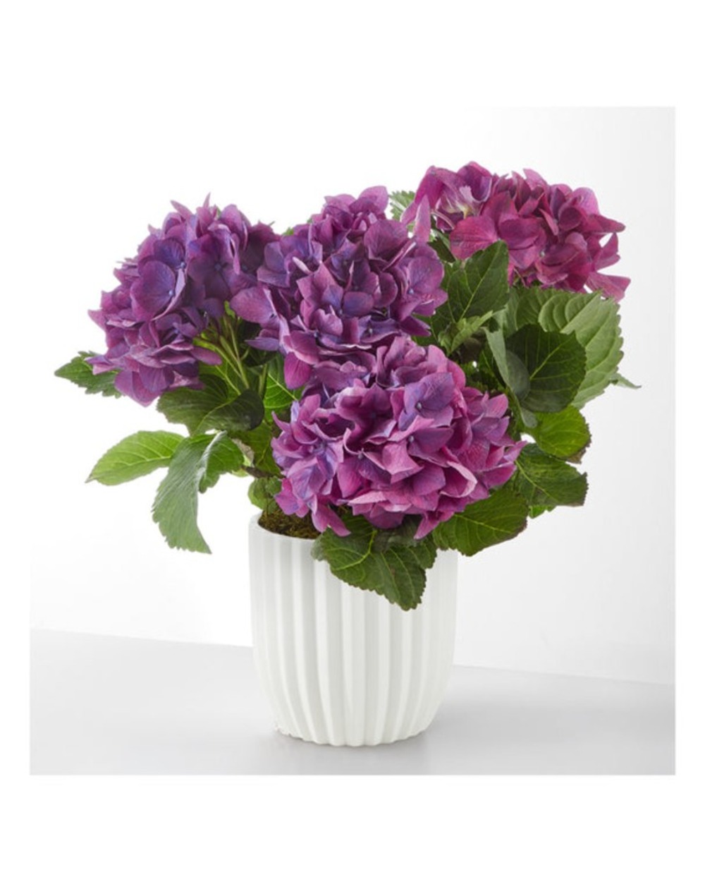 Pretty Purple Hydrangea in Ceramic Pot