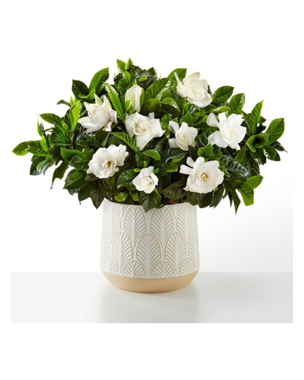 Pure Grace Gardenia Plant in Leaves Ceramic
