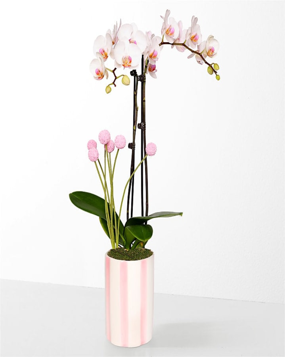 Soft Beauty Pink and White Orchid