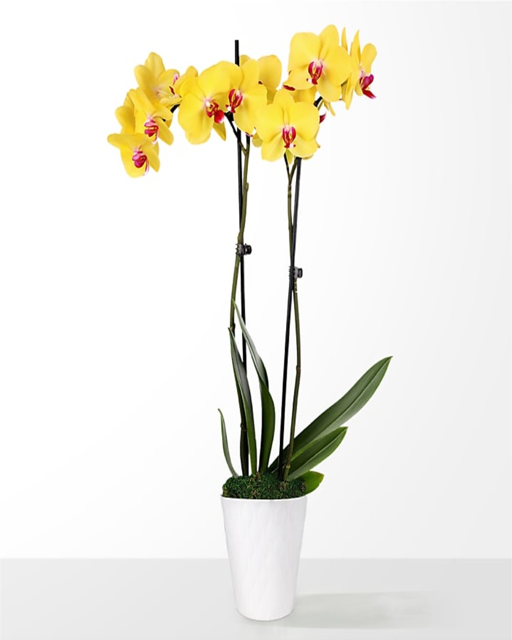 Sunshine Yellow Orchid
