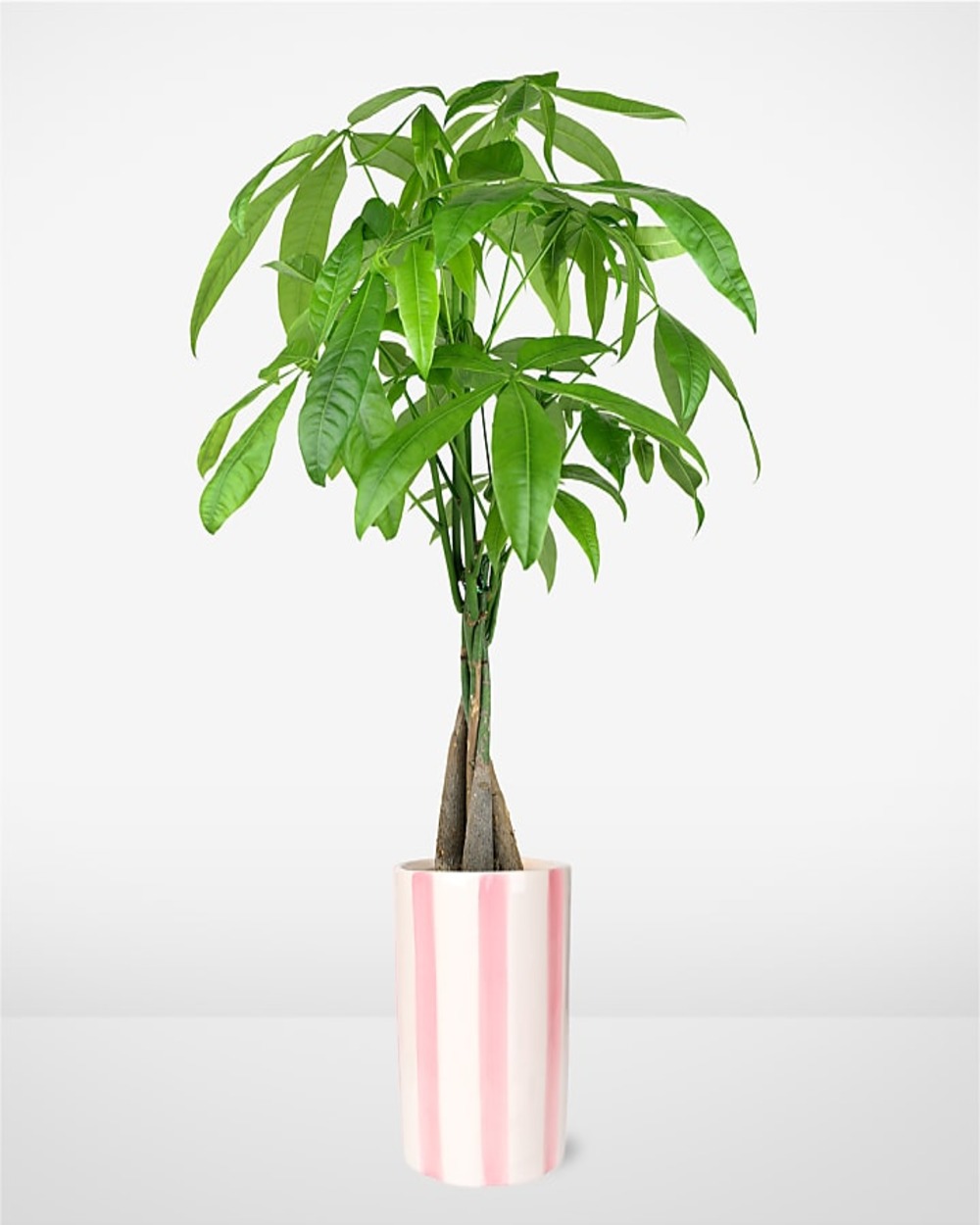 Sweetheart Money Tree