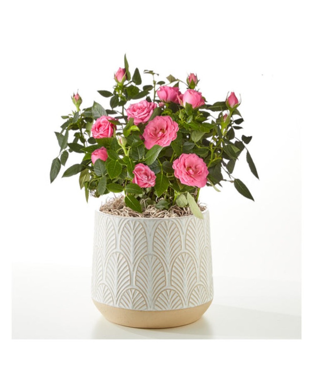 Young Love Pink Rose Plant in Leaves Ceramic